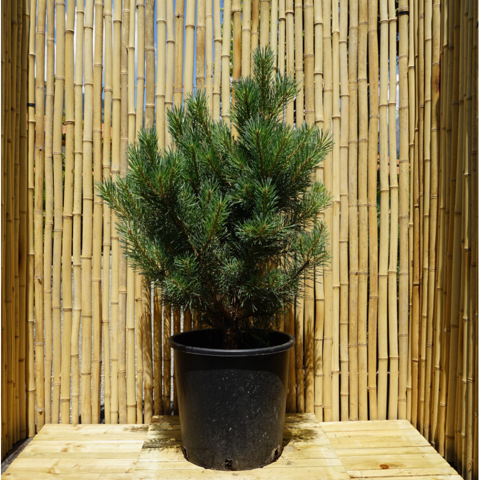 Pinus Sylvestris Pin Sylvestre Watereri 60 80 Cm