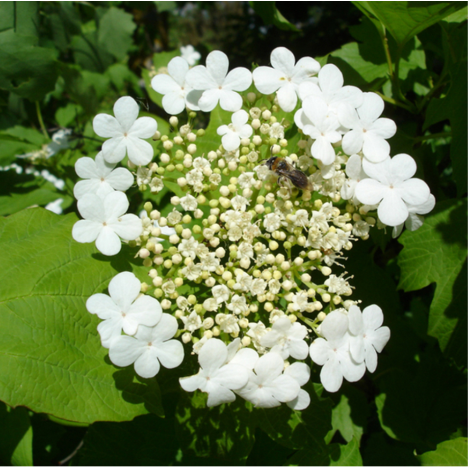 Viorne Obier Roseum Cont 9 5l Viburnum Opulus