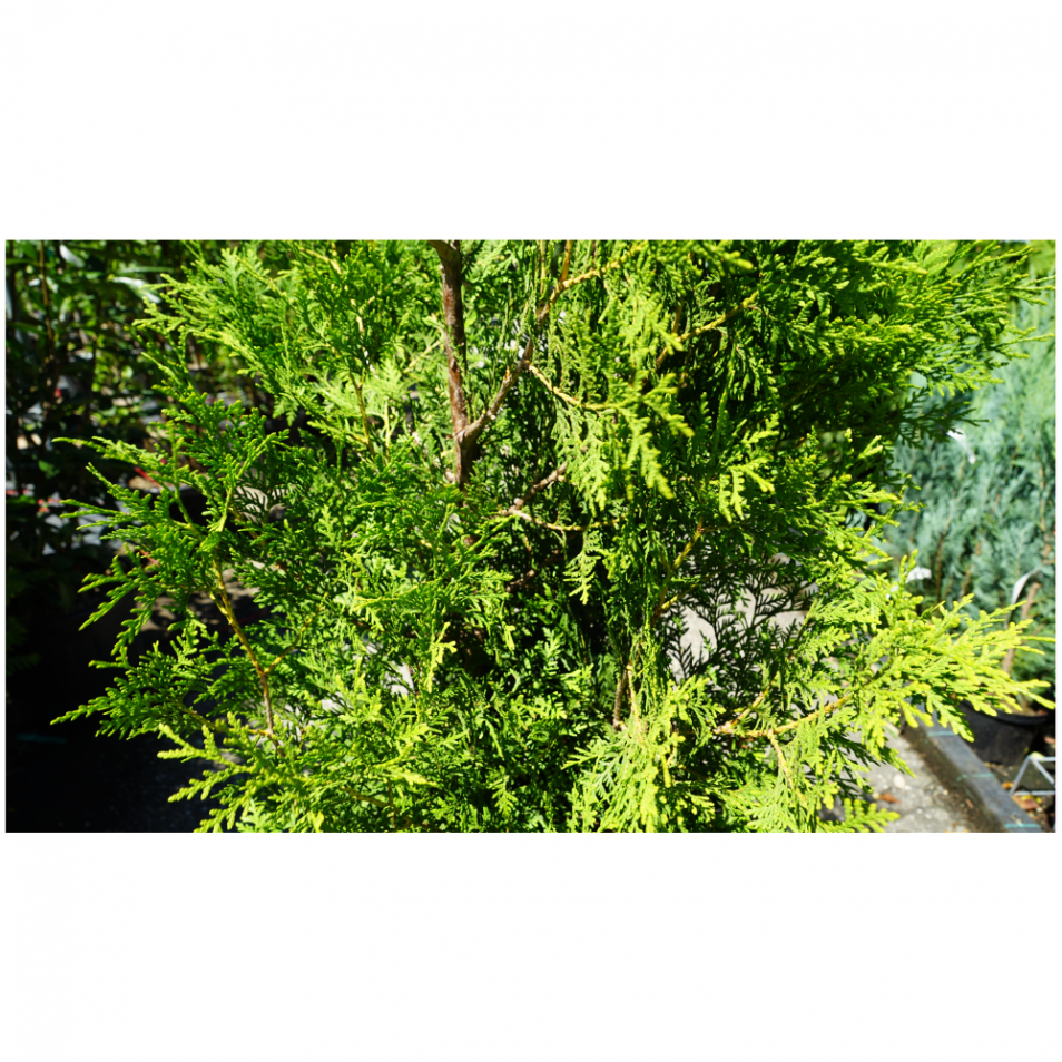 Thuja Occidentalis Thuya Occidental ´brabant´