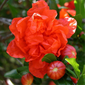 Grenadier à fleurs - cont. 3l (Punica granatum maxima rubra)