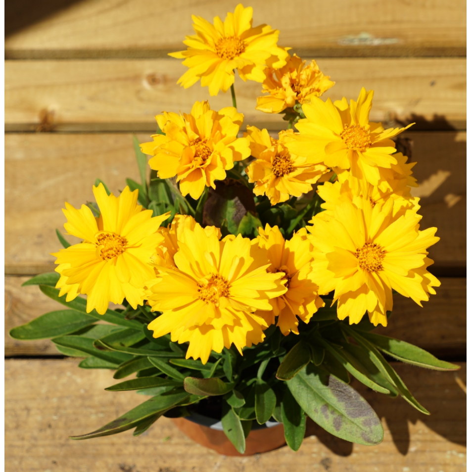 Coreopsis grandiflora Illico