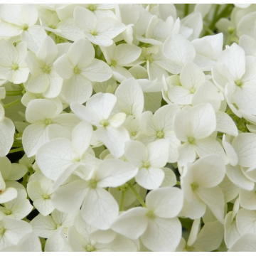 Hydrangea arborescens 'Annabelle' (Hortensia de Virginie)