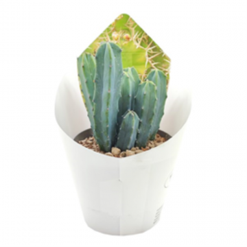 Myrtillocactus geometrizans - Cactus candélabre - 14 cm