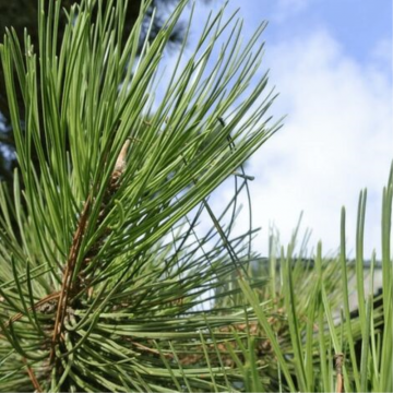 Pin sylvestre - cont. 30-70l - 150/175cm (Pinus sylvestris)