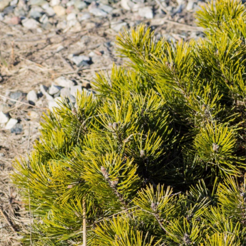Pinus mugo (Pin de montagne) ´Pumilio´