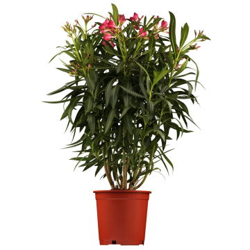 Laurier rose rouge - en pot de 50 cm - 125/150 cm (Nerium oleander)