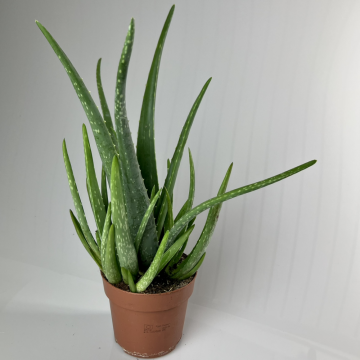 Aloe Vera 35-40 cm - en pot de 12 cm
