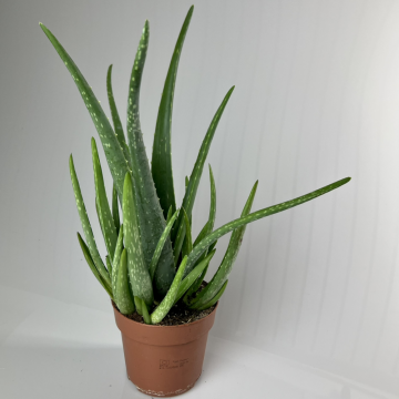 Aloe vera - en pot de 12 cm