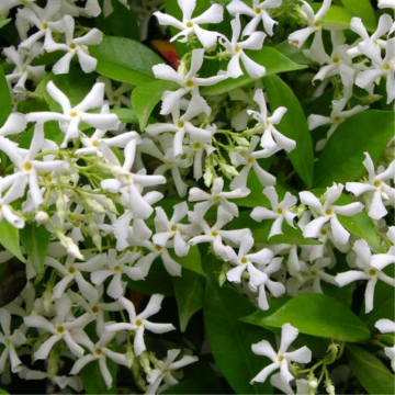 Jasmin étoilé - caissette de 60l (Rhyncospermum jasminoides)