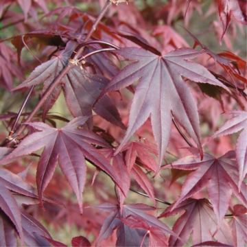 Erable du Japon 'Bloodgood' - cont. 9.5l (Acer palmatum)