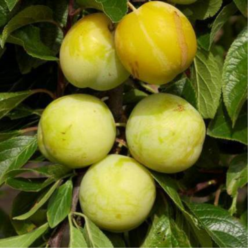 Prunier 'Reine Claude d'Oullins' - cont. 9.5l - basse-tige (Prunus domestica)