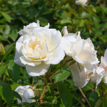 Rosier arbustif 'White Symphony' - cont. 6l (Rosa Thé moderne)