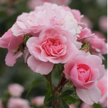 Rosier buisson 'Bonica®' - cont. 3l (Rosa x polyantha)