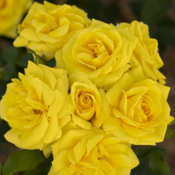 Rosier buisson 'Carte d'Or®' - cont. 3l (Rosa floribunda)