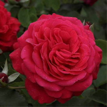 Rosier buisson 'Dame de Coeur' - cont. 3l (Rosa hybride de Thé)