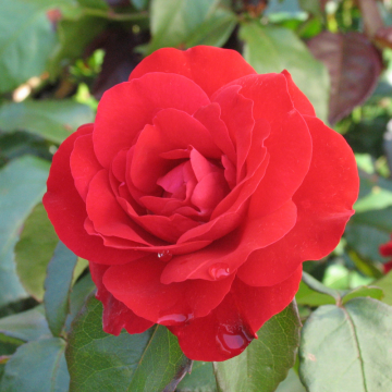 Rosier à massif 'Europeana' - cont. 3l (Rosa floribunda)