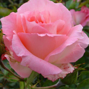 Rosier buisson 'Sabine' - cont. 3l (Rosa Thé moderne)