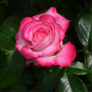 Rosier buisson 'Nostalgie® / La Garçonne®' - cont. 3l (Rosa Thé moderne)