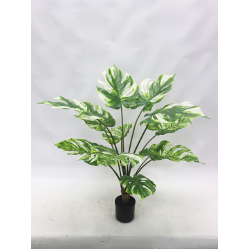 Monstera variegata en pot 91 cm