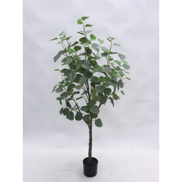 Eucalyptus en pot - 120 cm