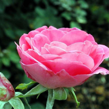 Rosier tige 'Melrose' - cont. 9.5l - demi-tige (Rosa polyantha)