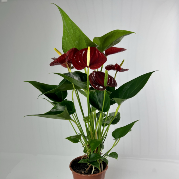 Anthurium andreanum rouge - en pot de 12 cm