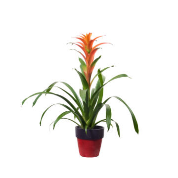 Guzmania mix 45 cm - en pot de 12 cm