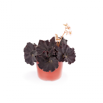 Begonia Rex mix 30 cm - en pot de 13 cm