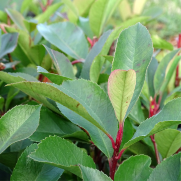 Photinia 'Red Robin' - cont. 18l - 150/175cm (Photinia X fraseri)