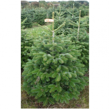 Sapin de Noël 100/125 cm