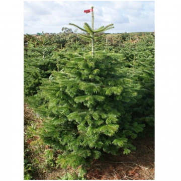 Sapin de Noël 150/175 cm