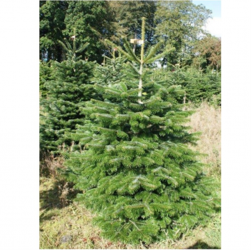 Sapin de Noël 175/200 cm