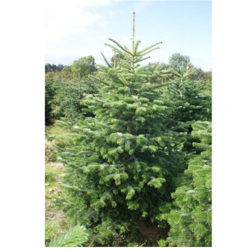 Sapin de Noël 200/250 cm