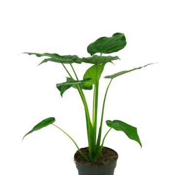 Alocasia - en pot de 19 cm