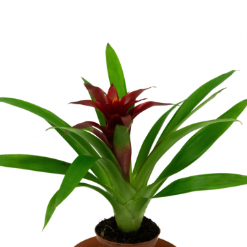 Bromelia mix 15 soorten - en pot de 9 cm