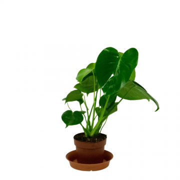 Monstera Minima - en pot de 12 cm