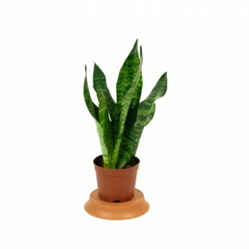 Sansevieria Zeylanica - en pot de 12 cm