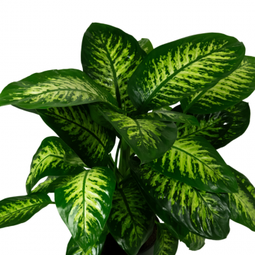 Dieffenbachia Tropic Snow - en pot de 24 cm