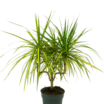 Dracaena Candelier - en pot de 21 cm