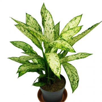 Dieffenbachia Vesuvius - en pot de 19 cm