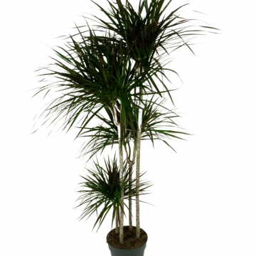 Dracaena marginata 4 pp - en pot de 27 cm