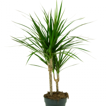 Dracaena marginata 2 pp - en pot de 19 cm