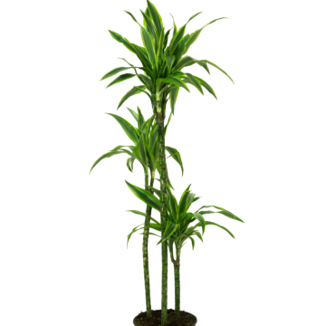 Dracaena marginata Mix - en pot de 24 cm