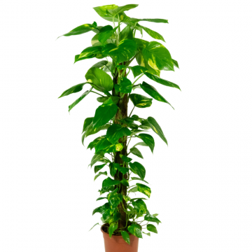 Epipremnum Aureum tuteu mouse - en pot de 24 cm