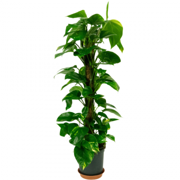 Epipremnum Aureum tuteu mouse - en pot de 19 cm