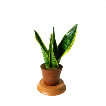 Sansevieria trifa. Futura Superba - en pot de 12 cm