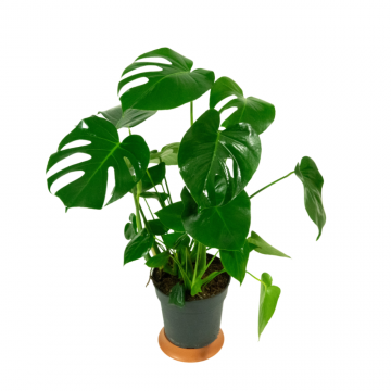 Monstera Minima - en pot de 19 cm