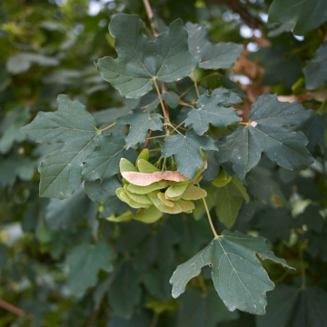 Acer campestre (Erable Champêtre)