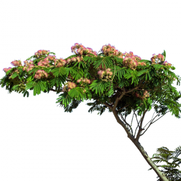 Albizia julibrissin 'Ombrella' (Arbre à soie) tronc 8/10 cm