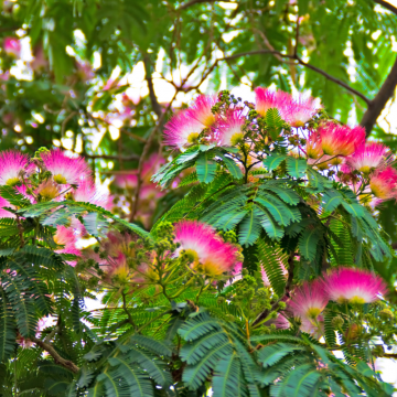 Albizia julibrissin (Arbre à soie) ´Ombrella´ (´Boubri´)